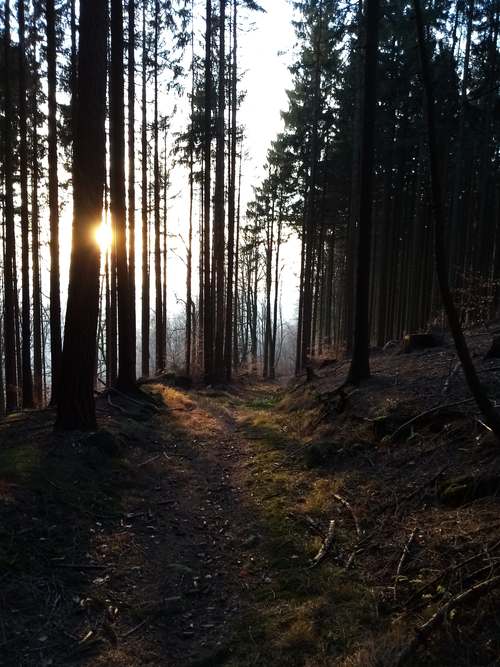 waldweg